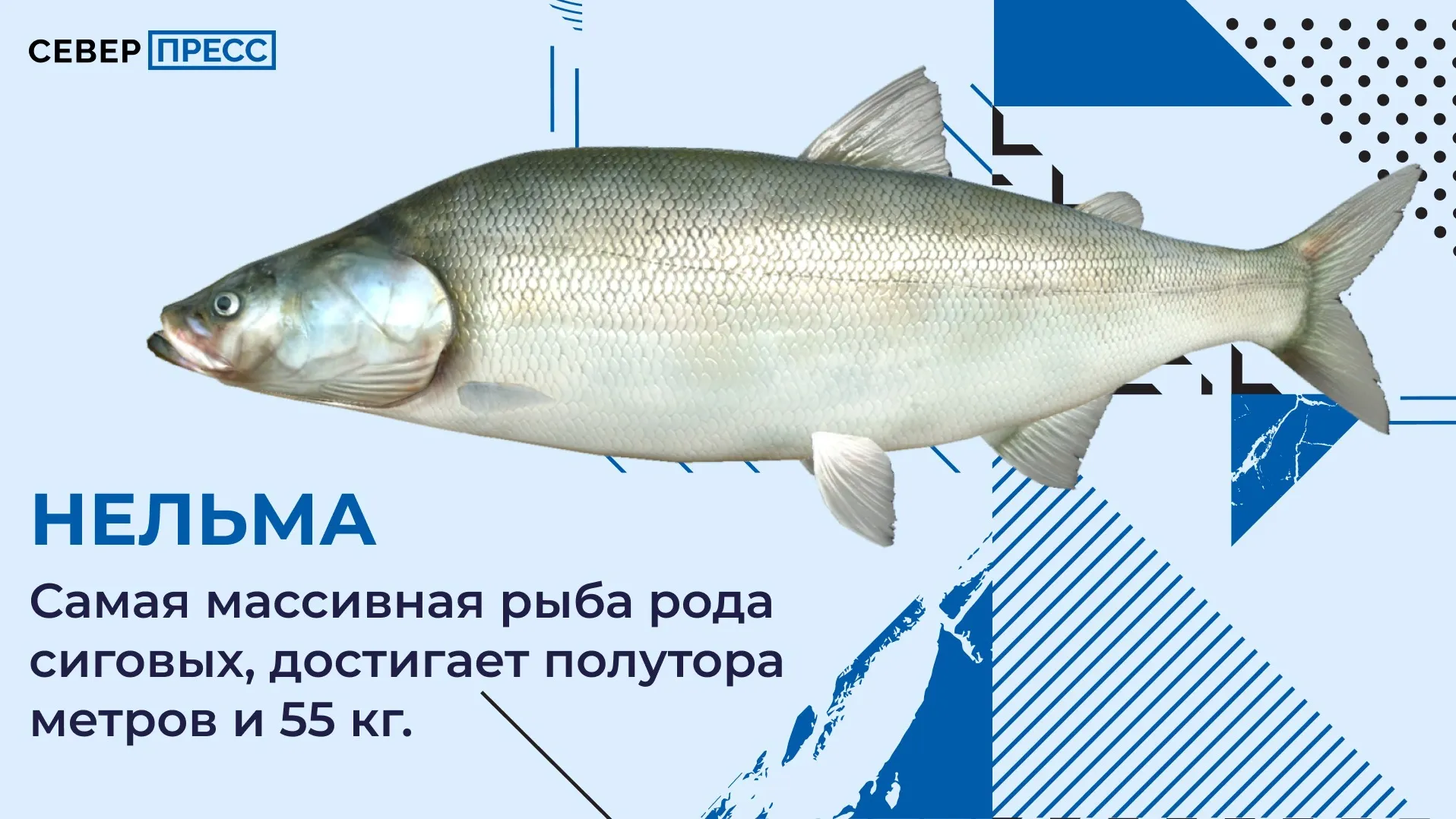 Нельма: что за рыба, чем полезна и как приготовить — фото, описание,  рецепты | Север-Пресс