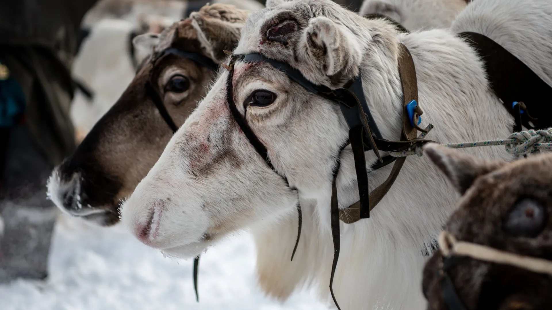 На Ямале ведется активная работа по вакцинации и биркованию оленей. Фото: Юрий Здебский / «Ямал-Медиа»