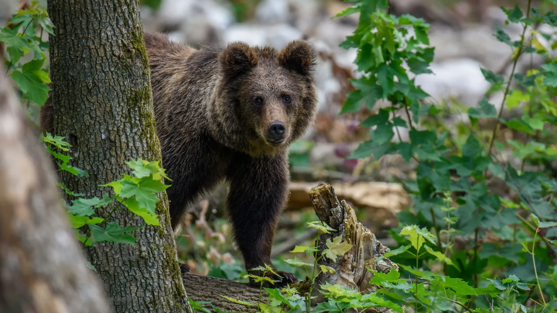 Бурый медведь показал свое видение в съемках дикой природы. Фото: Volodymyr Burdiak / Shutterstock / Fotodom