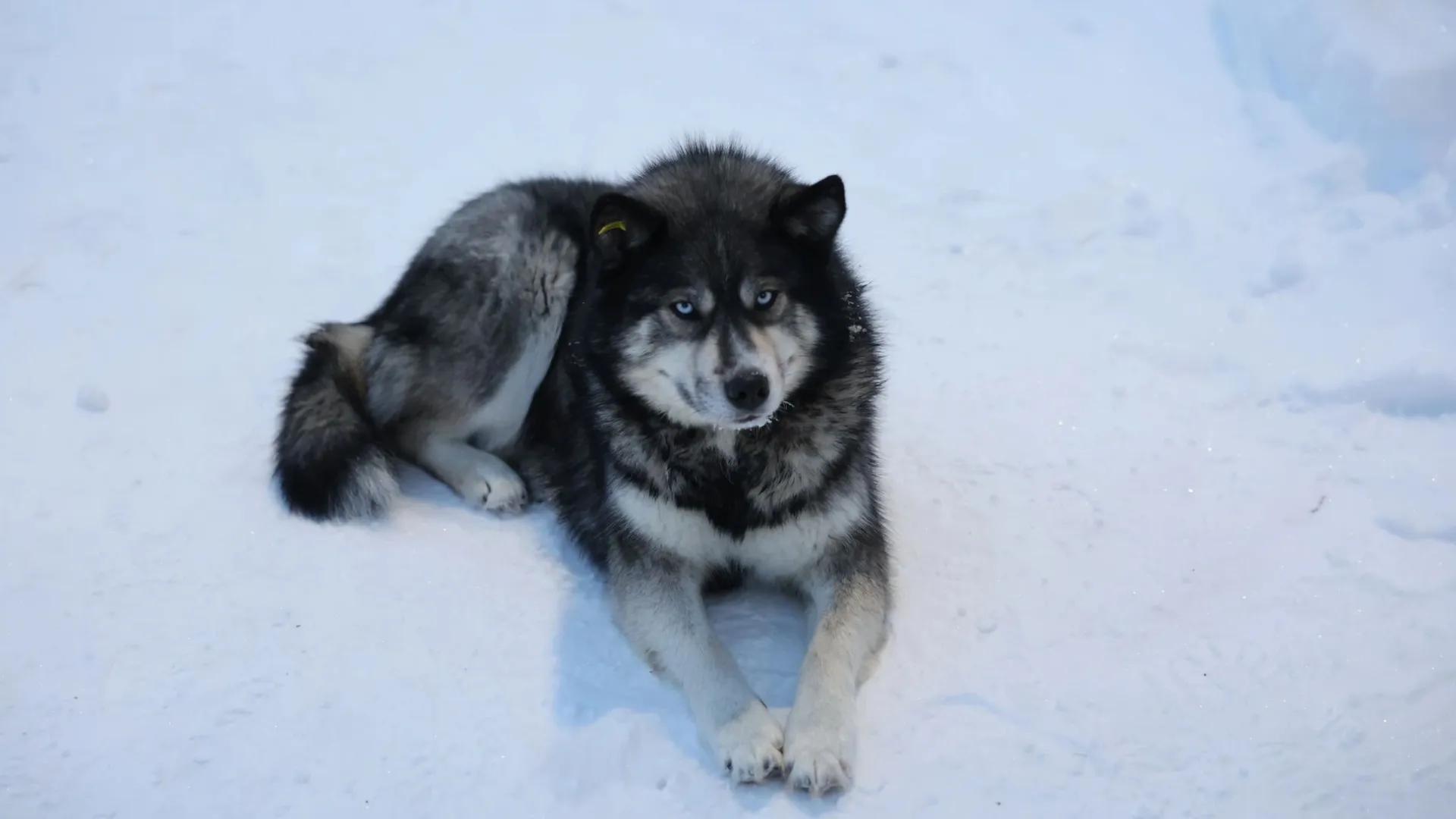 Губкинцы спасли сбитую собаку. Фото: Андрей Ткачев / «Ямал-Медиа»