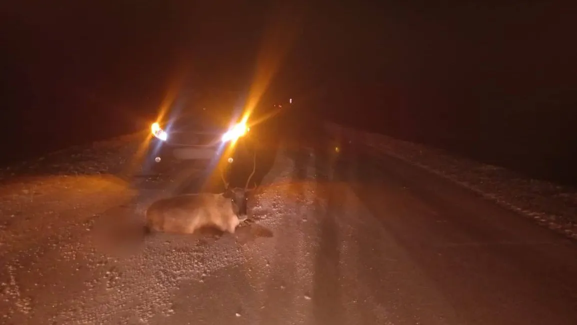 Фото предоставлено Госавтоинспекцией ЯНАО