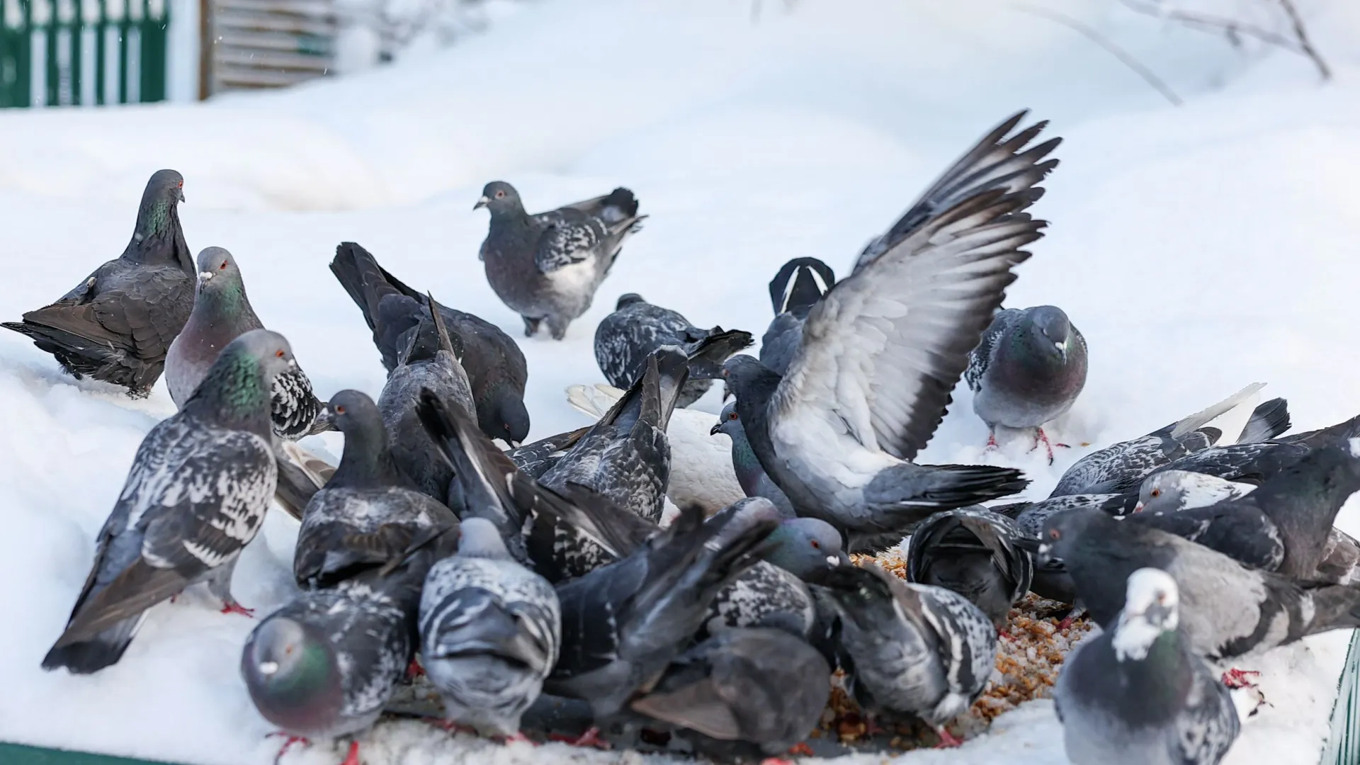 Местных жителей не устроила птичья кормушка во дворе их дома. Фото: Андрей Ткачев / «Ямал-Медиа»