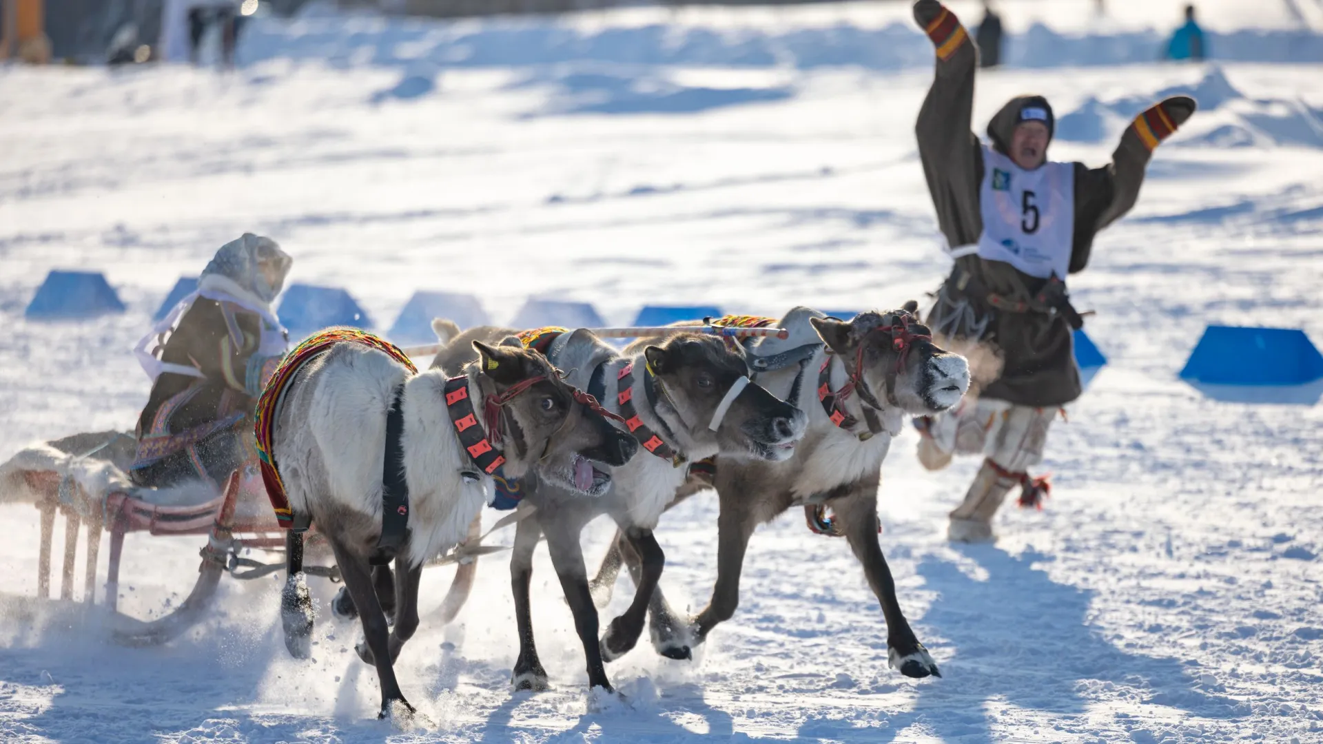 Участники помогали задать направление оленям. Фото: Сергей Зубков / «Ямал-Медиа» 