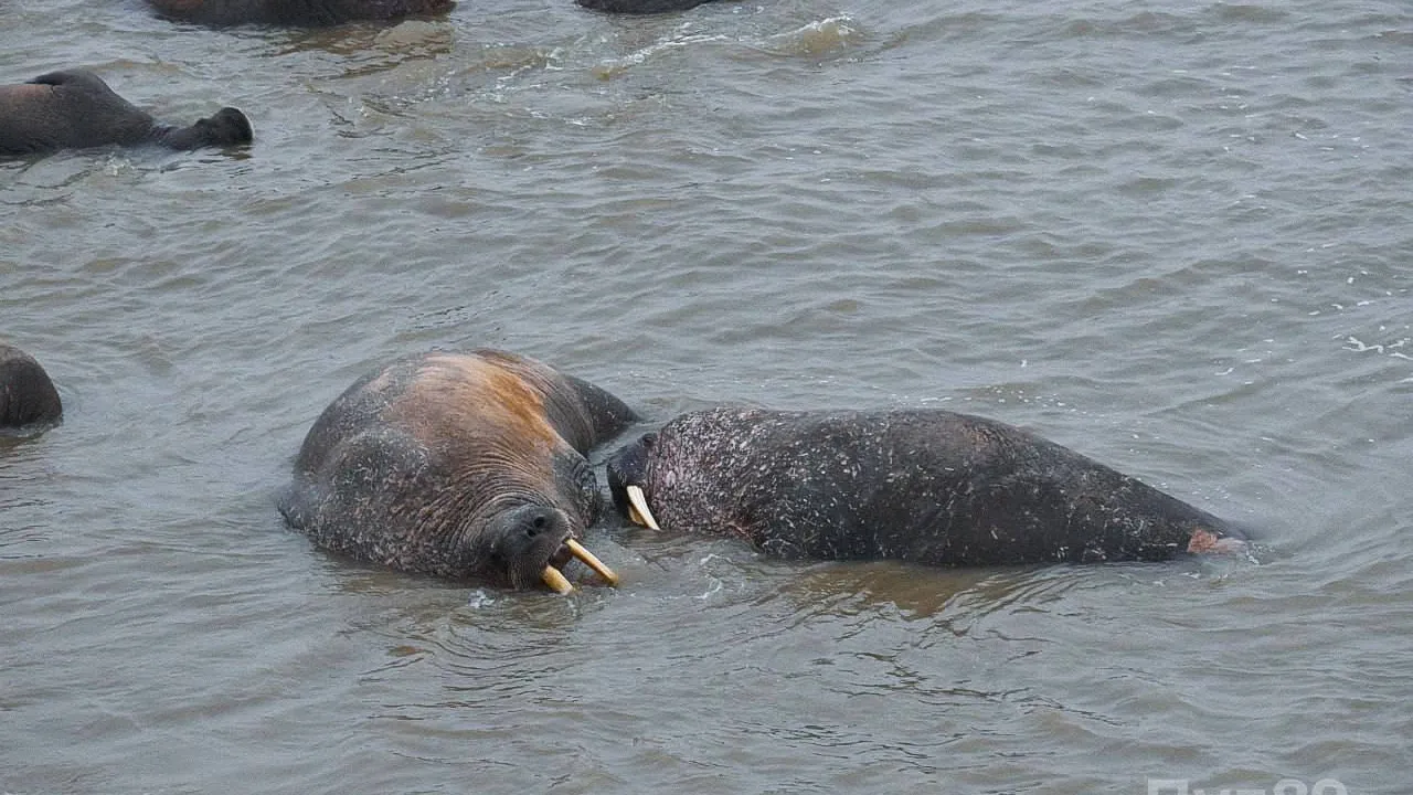 Лежбище атлантических моржей на Ямале было обнаружено в 2019 году. Фото: https://t.me/pool_89