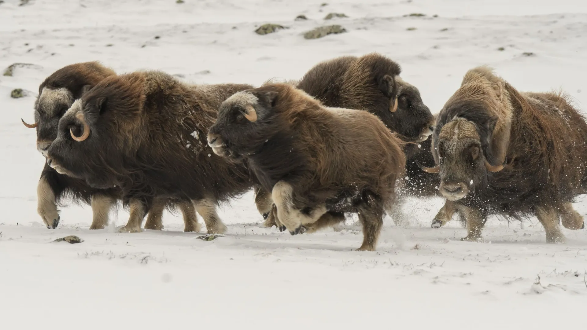 Ямальцы смогут посетить питомник овцебыков. Фото: Michele Aldeghi / Shutterstock / Fotodom