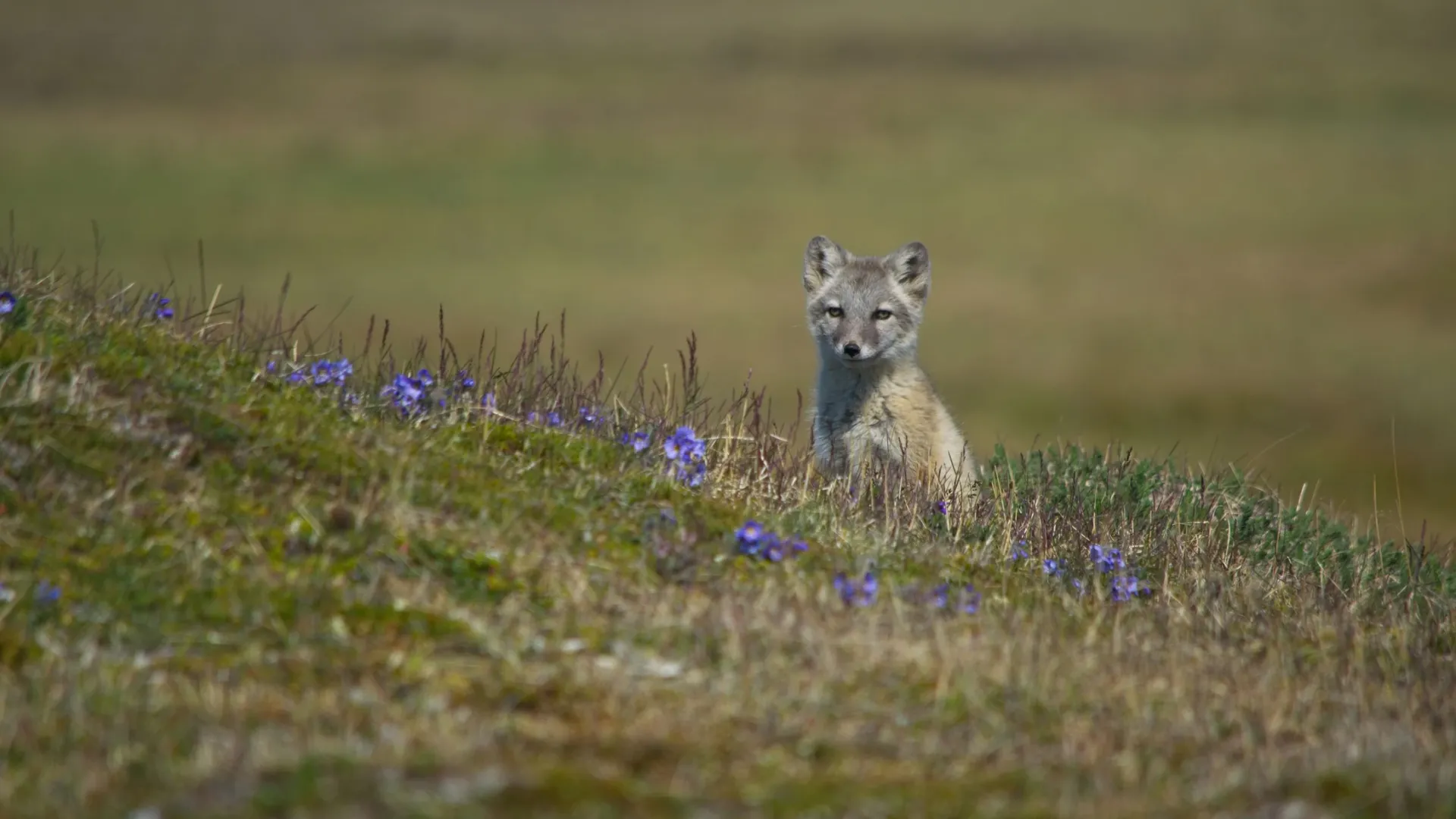 Фото: Fufachew Ivan Andreevich / Shutterstock / Fotodom