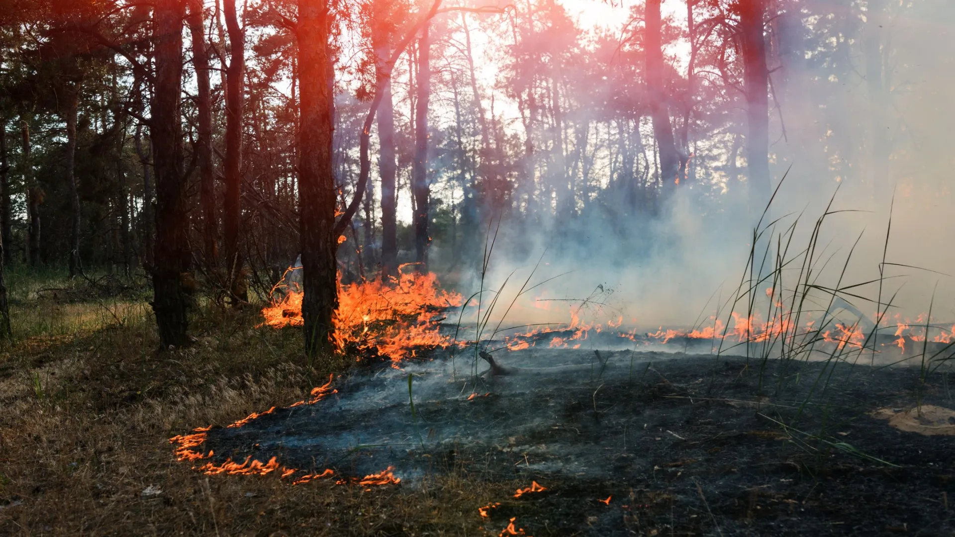 Пожароопасный сезон продлится до 1 октября. Фото: yelantsevv/Shutterstock/Fotodom