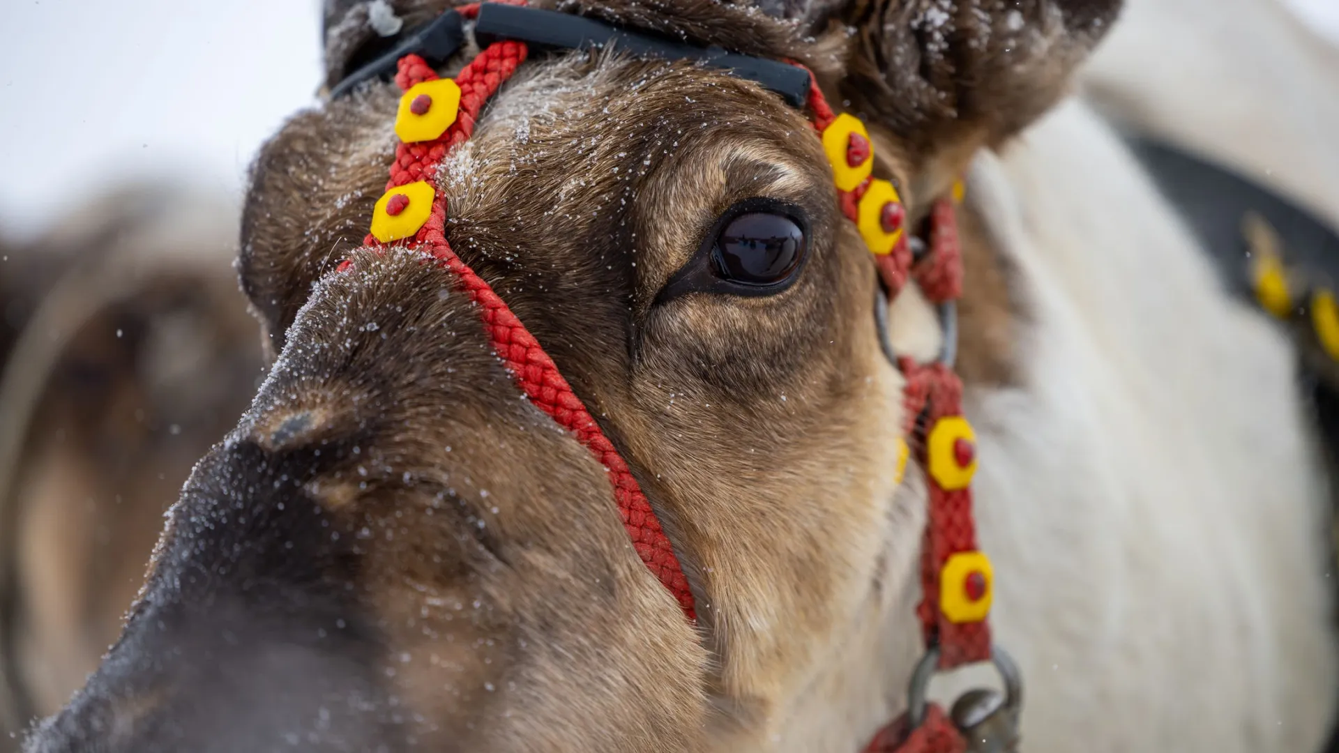 На Ямале остановили распространение бешенства среди оленей. Фото: Юлия Чудинова / «Ямал-Медиа»