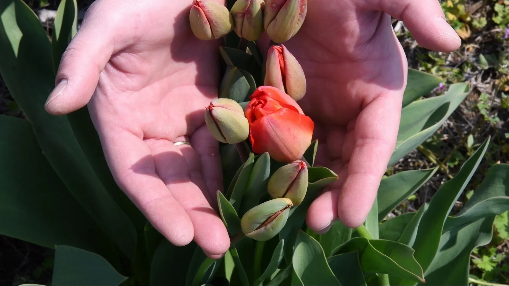 Салехардские цветоводы вырастят к празднику 4000 тюльпанов. Фото: Ninelro/Shutterstock/Fotodom