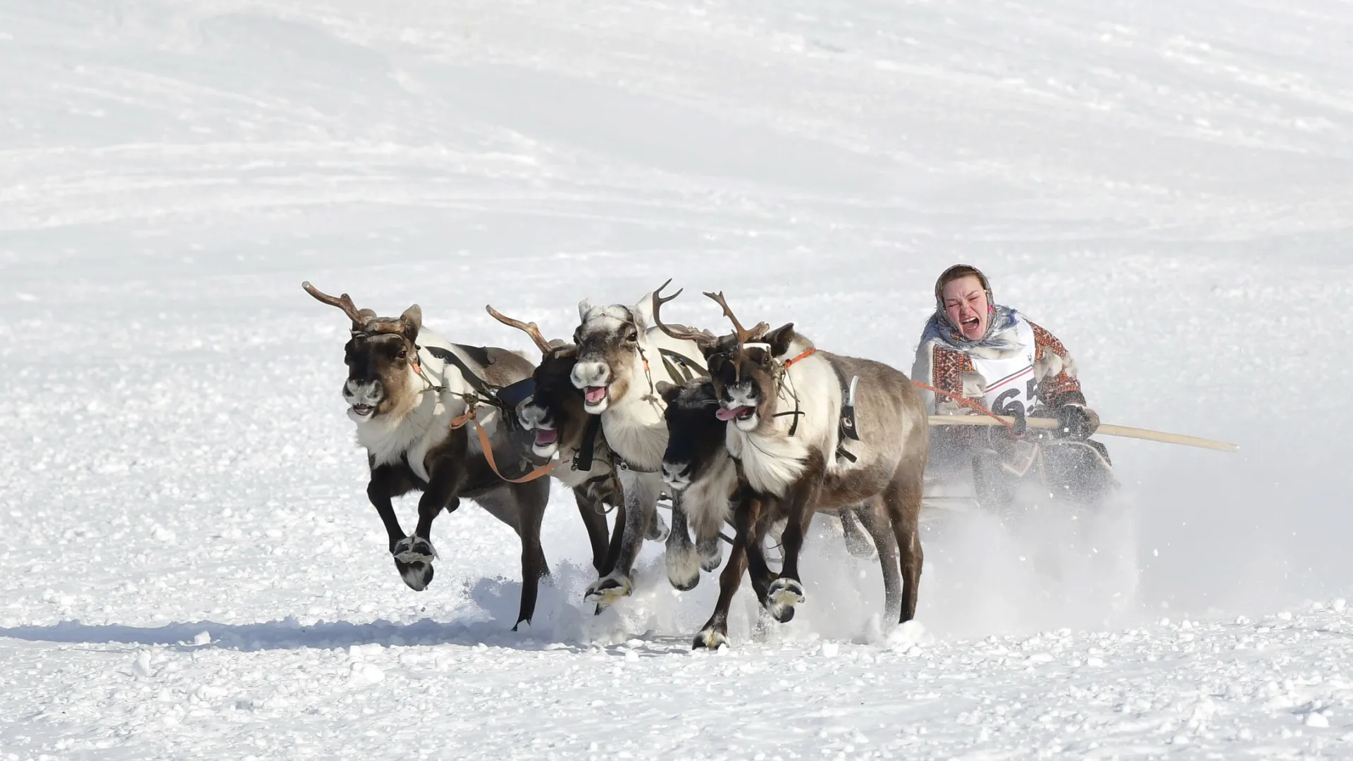 В Новом Уренгое впервые на празднике проведут гонки на оленьих упряжках. Фото: Андрей Ткачев / «Ямал-Медиа»