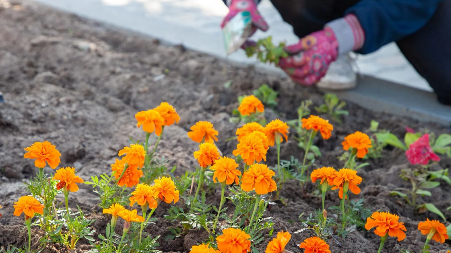Специалисты рассказали о специфике высадки цветов. Фото: Сергей Уфимцев / «Ямал-Медиа»