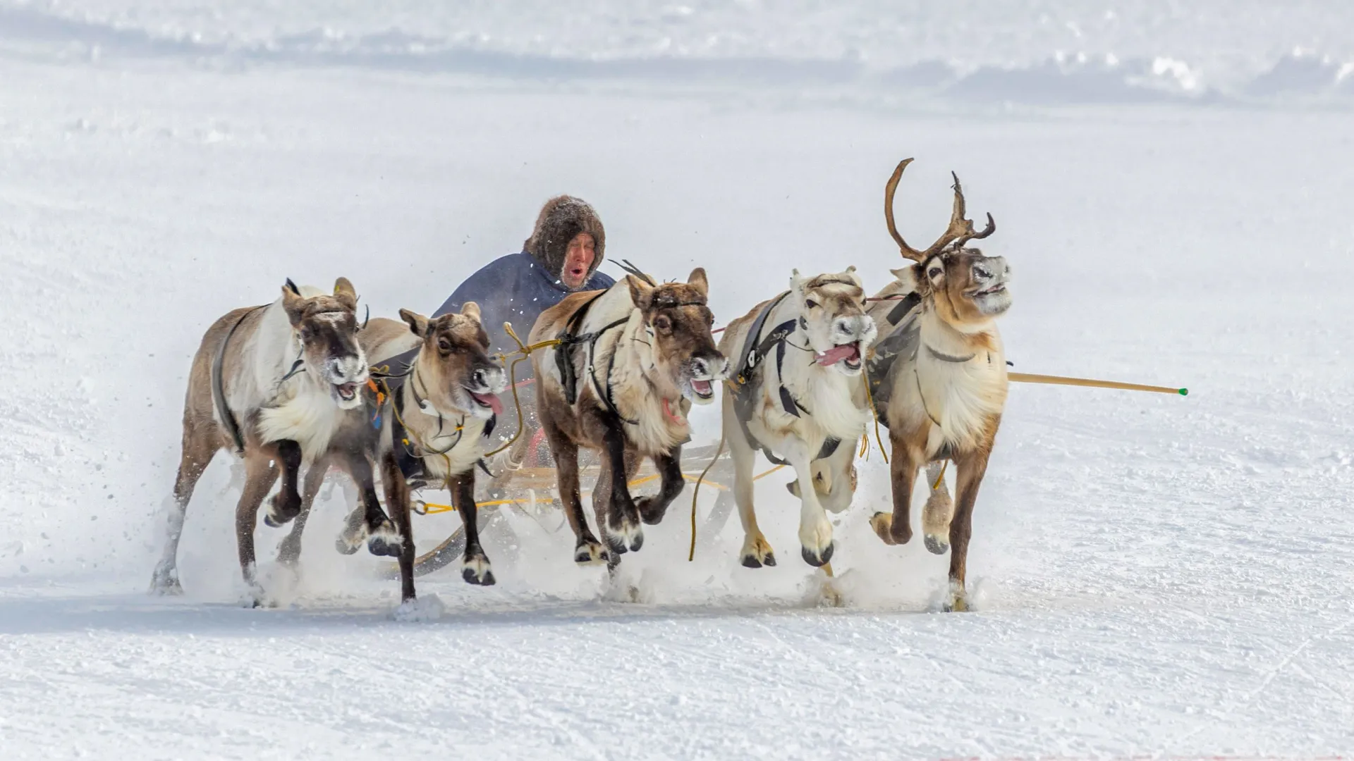 В ЯНАО приняли новые меры поддержки оленеводов. Фото: Федор Воронов / «Ямал-Медиа»