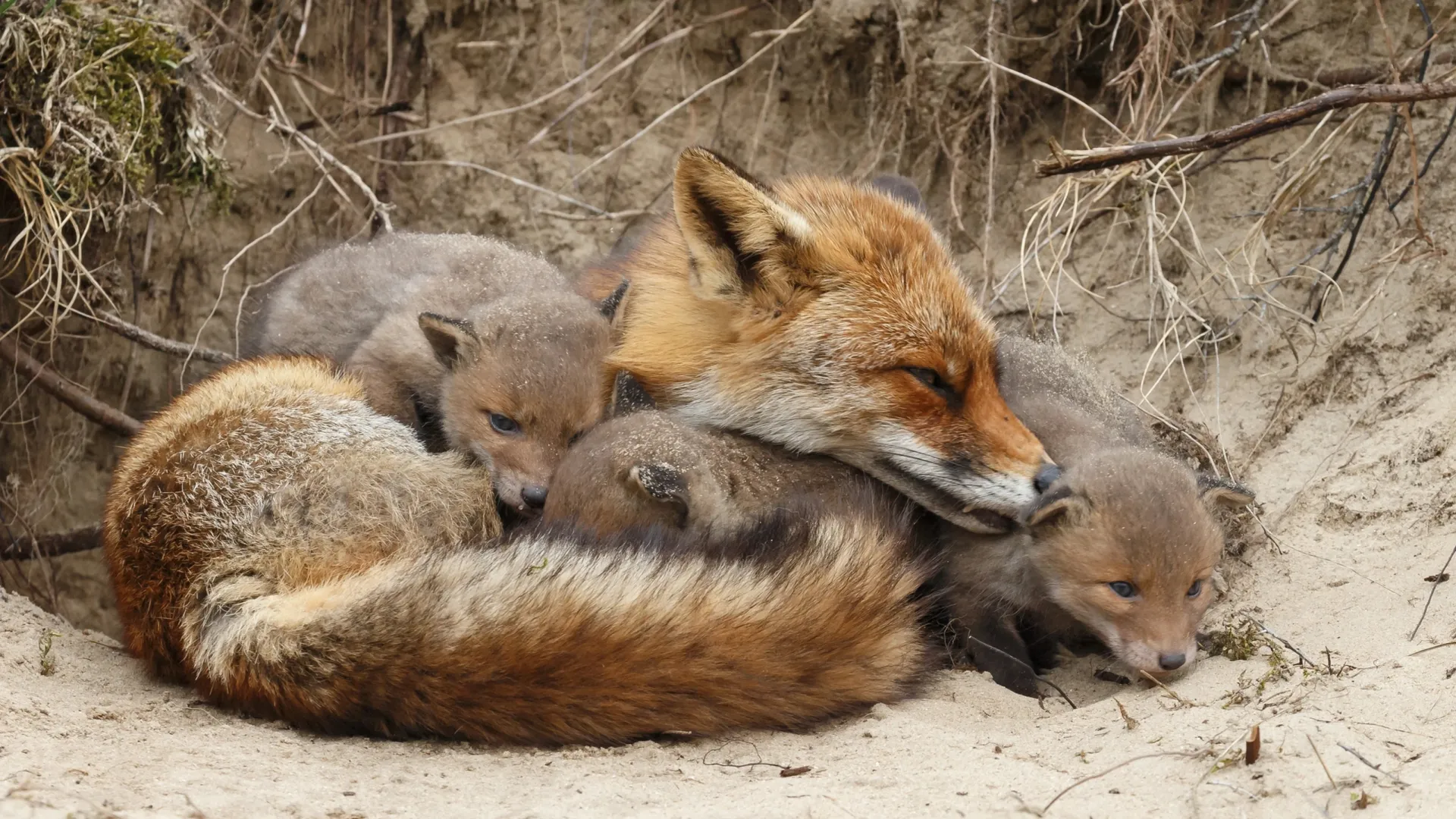 Фото: Menno Schaefer / Shutterstock / Fotodom