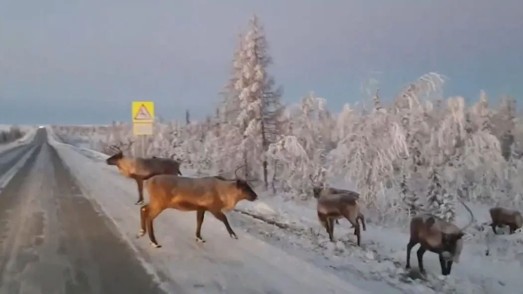 На дороги Ямала стали выходить олени. Кадр видео со страницы vk.com/iapriuralye