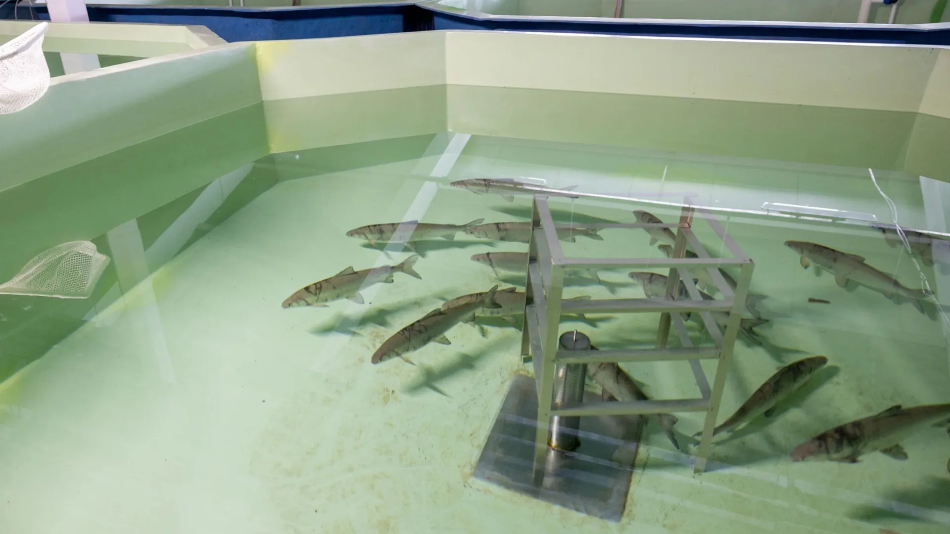 Весной завод планирует выпустить в Обь 150 тысяч мальков ценного вида рыбы. Фото: Воронов Федор / «Ямал-Медиа»