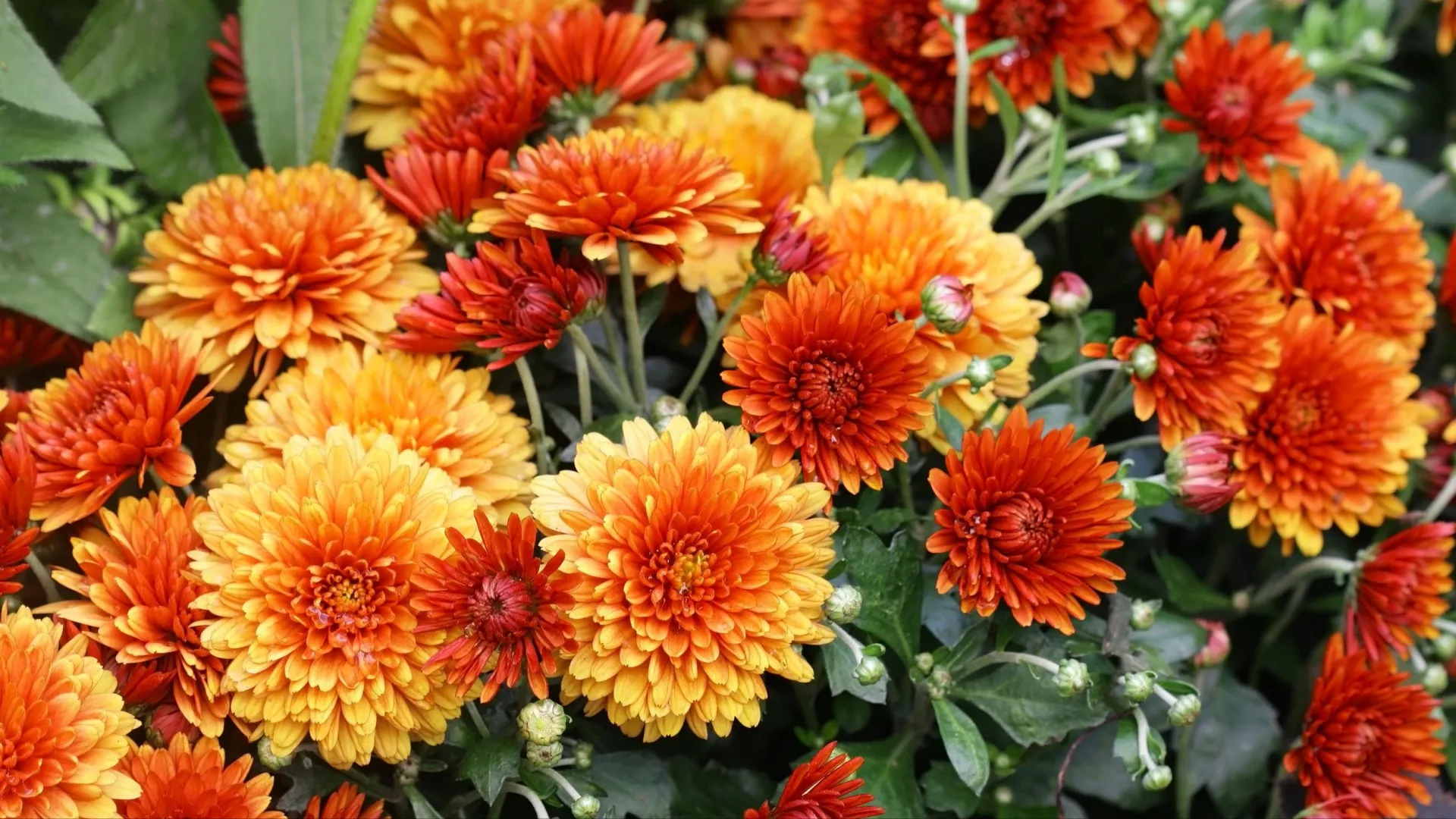 Оранжевые цветы порадуют любую девушку. Фото: Tibesty/Shutterstock/Fotodom