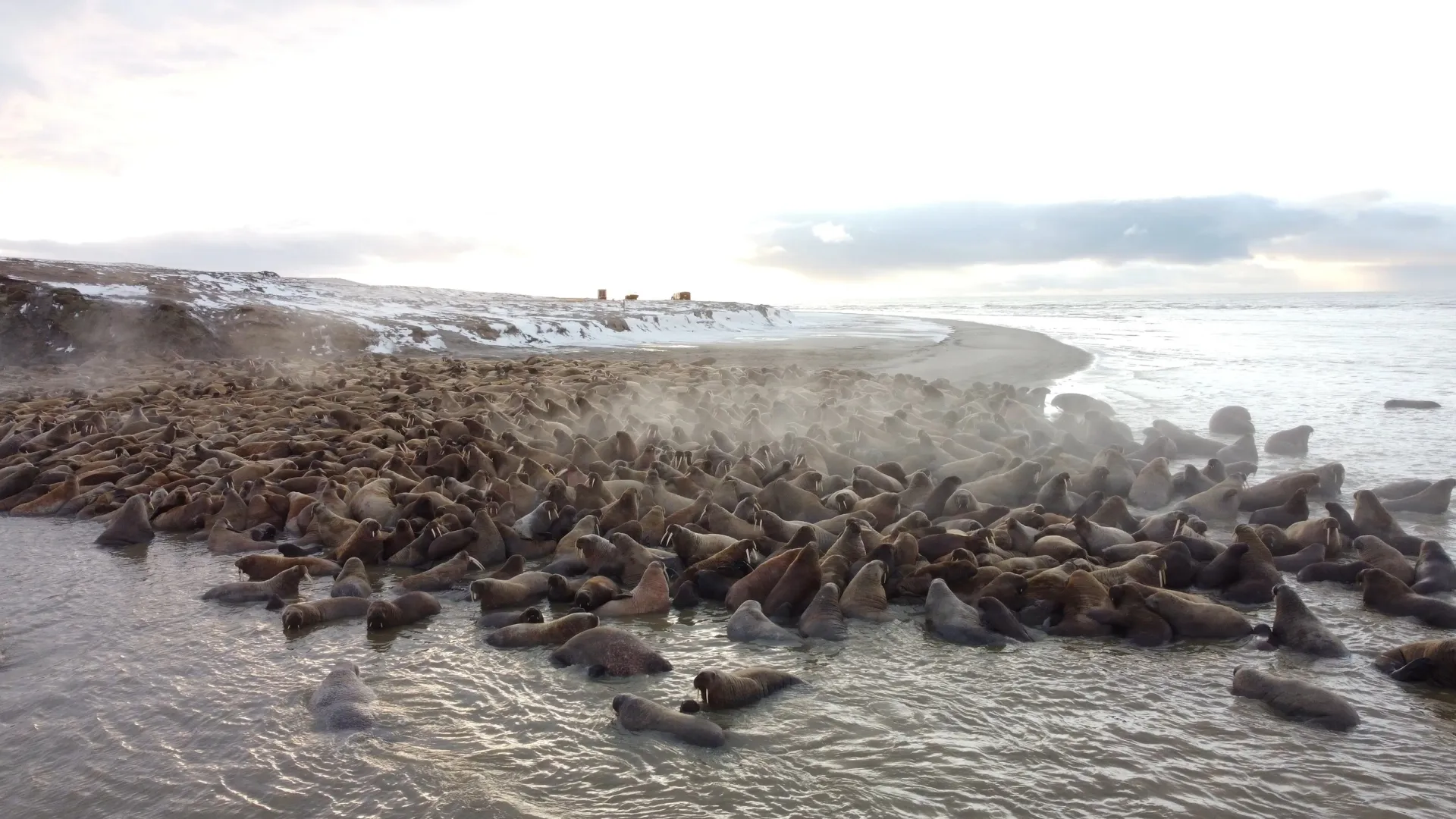 Популяция моржей насчитывает пять тысяч особей. Фото предоставлено пресс-службой губернатора ЯНАО