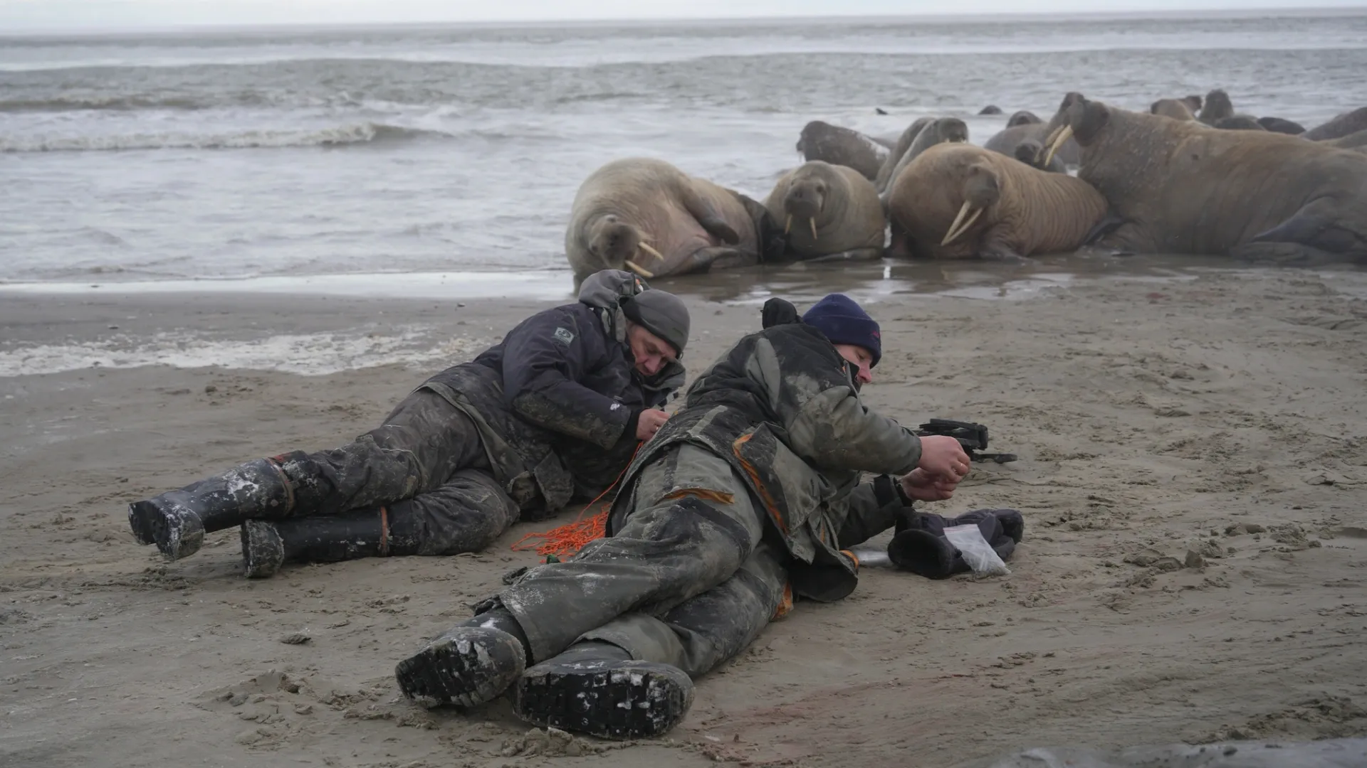 Ученые провели с моржами в экспедиции 12 дней. Фото предоставлено пресс-службой губернатора ЯНАО