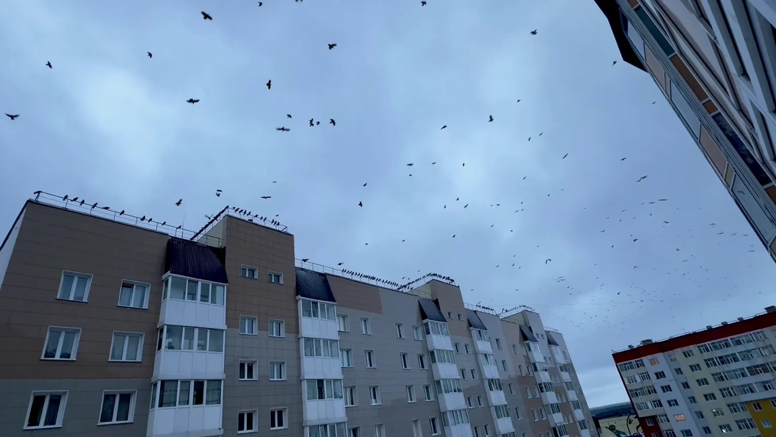 Ноябряне пишут, что стаи птиц — это настоящий «фильм ужасов». Кадр из видео NSK /t.me/Noyabrsk112