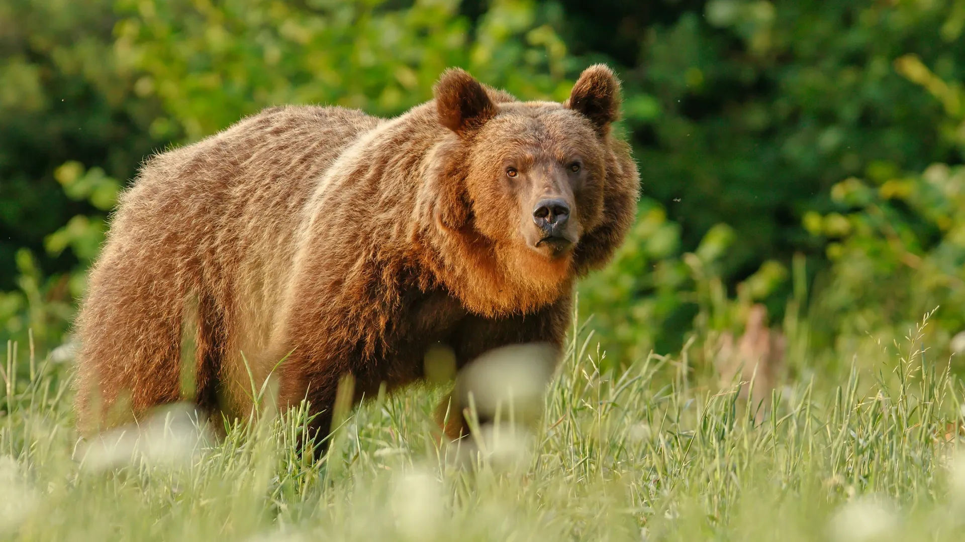 Фото: gergosz/Shutterstock/Fotodom