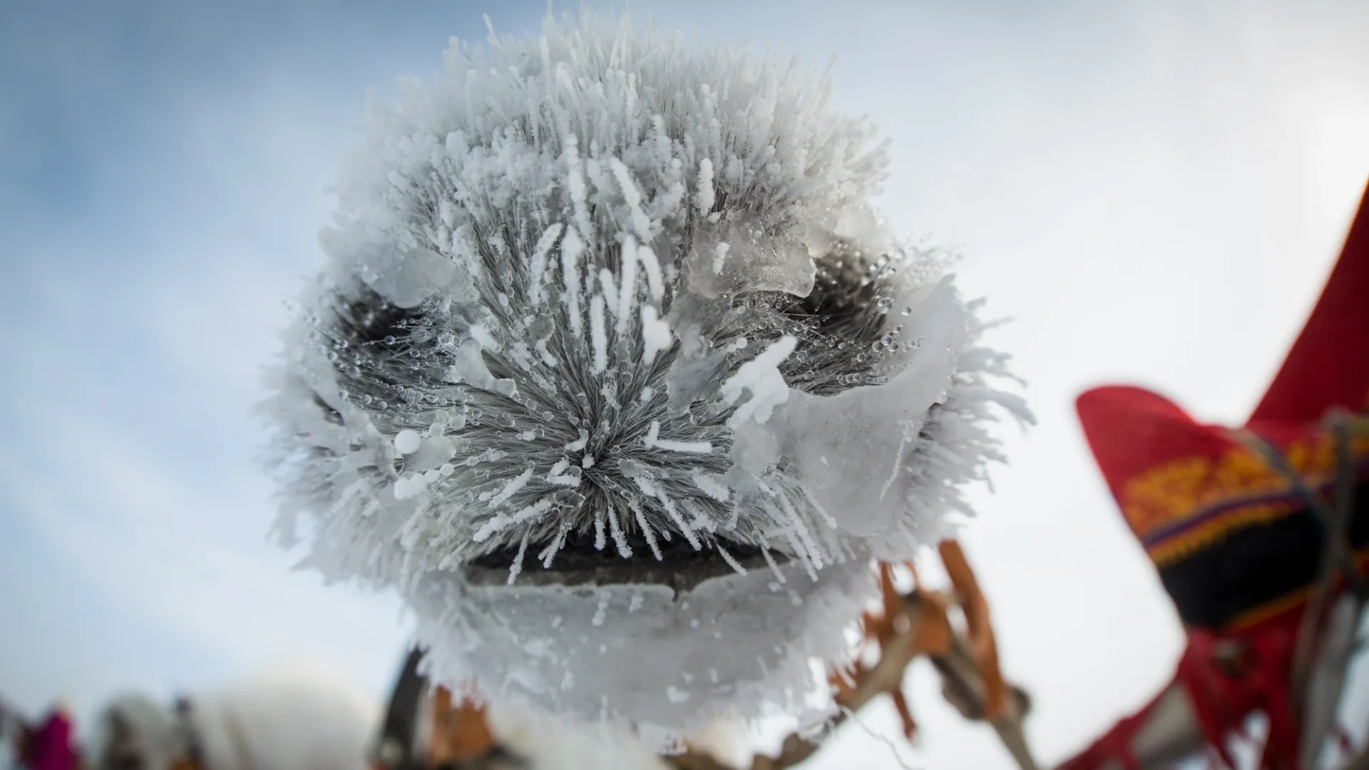 Но сердечко нашей редакции забрал этот замерзший нос, который больше похож на снежинку, чем на морду оленя. Фото: Евгений Кузнецов / «Ямал-Медиа»