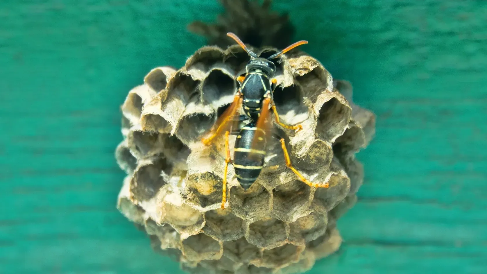 Южноамериканские осы достигают 1,7 см в длину. Фото: Maximillian cabinet / Shutterstock / Fotodom