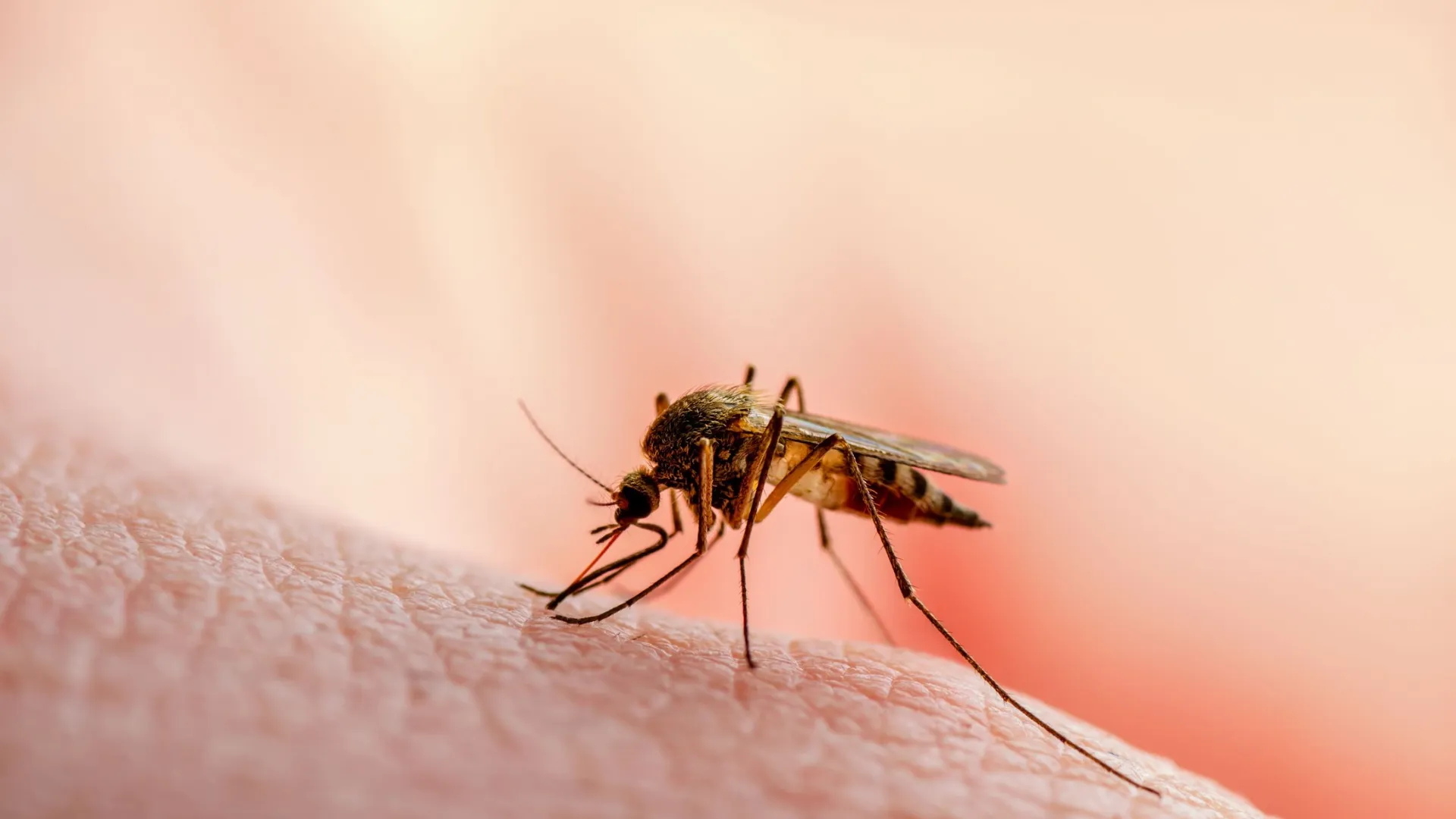 Комары переносят смертельные болезни. Фото: nechaevkon/Shutterstock/Fotodom
