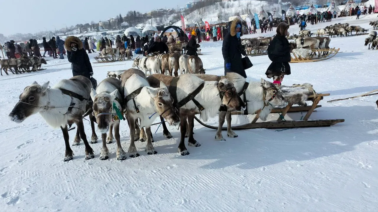 В ЯНАО тундровики соревновались в гонках на оленьих упряжках. Фото:  Владимир Ганчерко / «Север-Пресс»