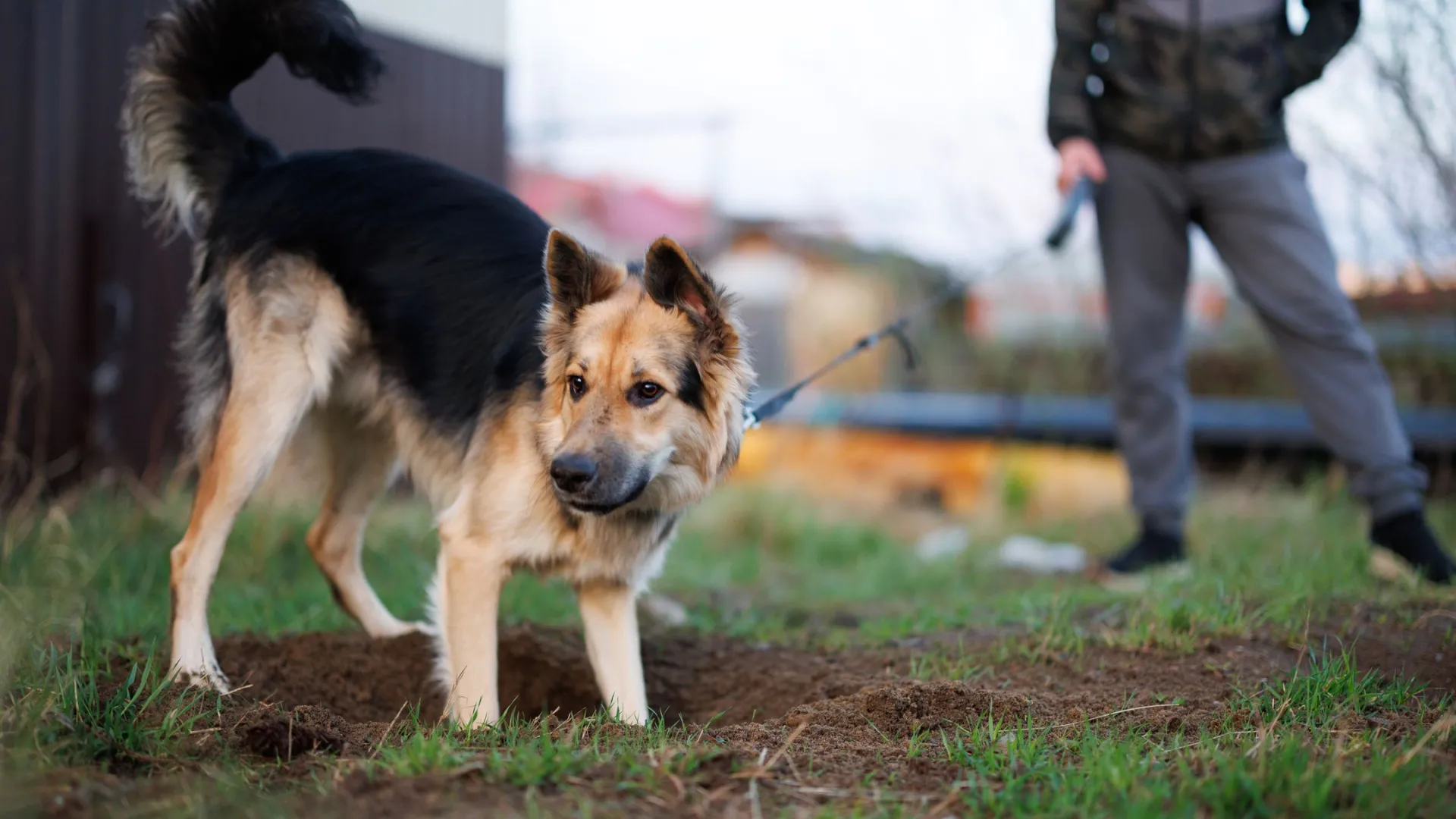Главный ветеринар ЯНАО напомнил о необходимости уборки за собаками на прогулке. Фото: Юлия Чудинова / «Ямал-Медиа»