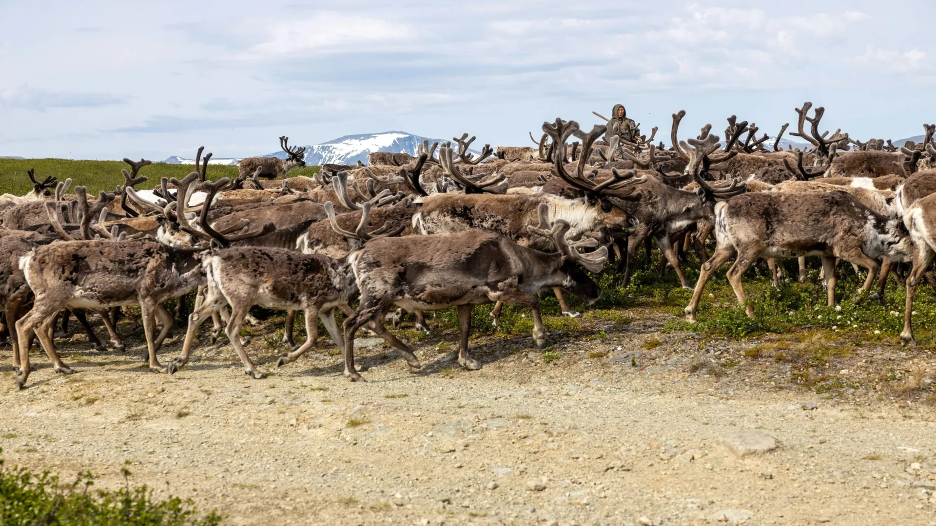 Пастбища для оленей беднеют с каждым годом. Фото: Федор Воронов / «Ямал-Медиа»