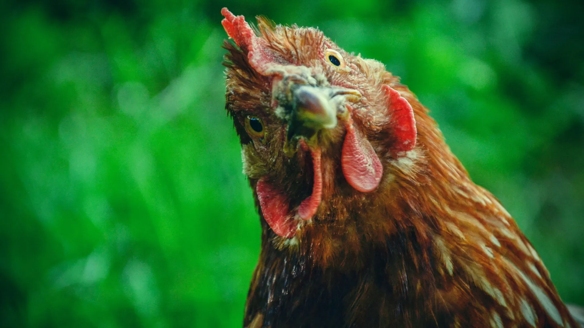 Прокуратура нашла слишком дорогую курицу в Пуровском районе. Фото: Lukas Beno / Shutterstock / Fotodom