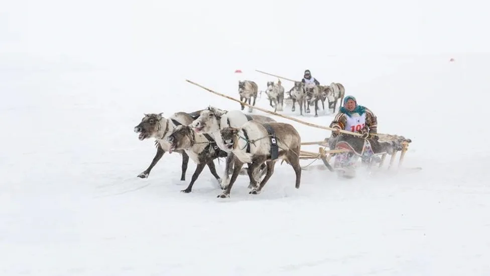 Участники Дня оленевода будут соревноваться в гонках на упряжках. Фото: Юлия Чудинова / «Ямал-Медиа»