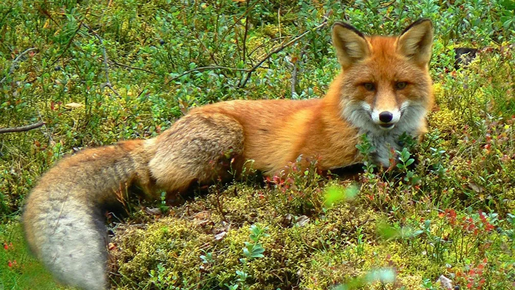 Фото с сайта arctic.ru