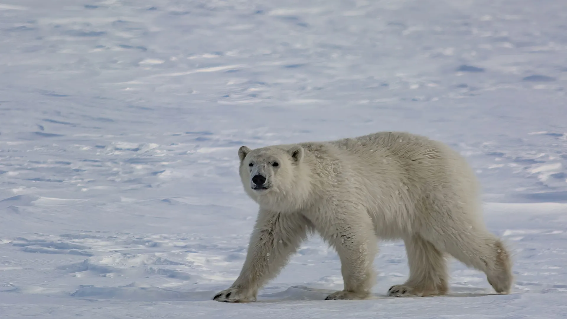 Белый медведь не захотел уйти с пути атомного ледокола. Фото: Vladimir Endovitskiy / Shutterstock / Fotodom