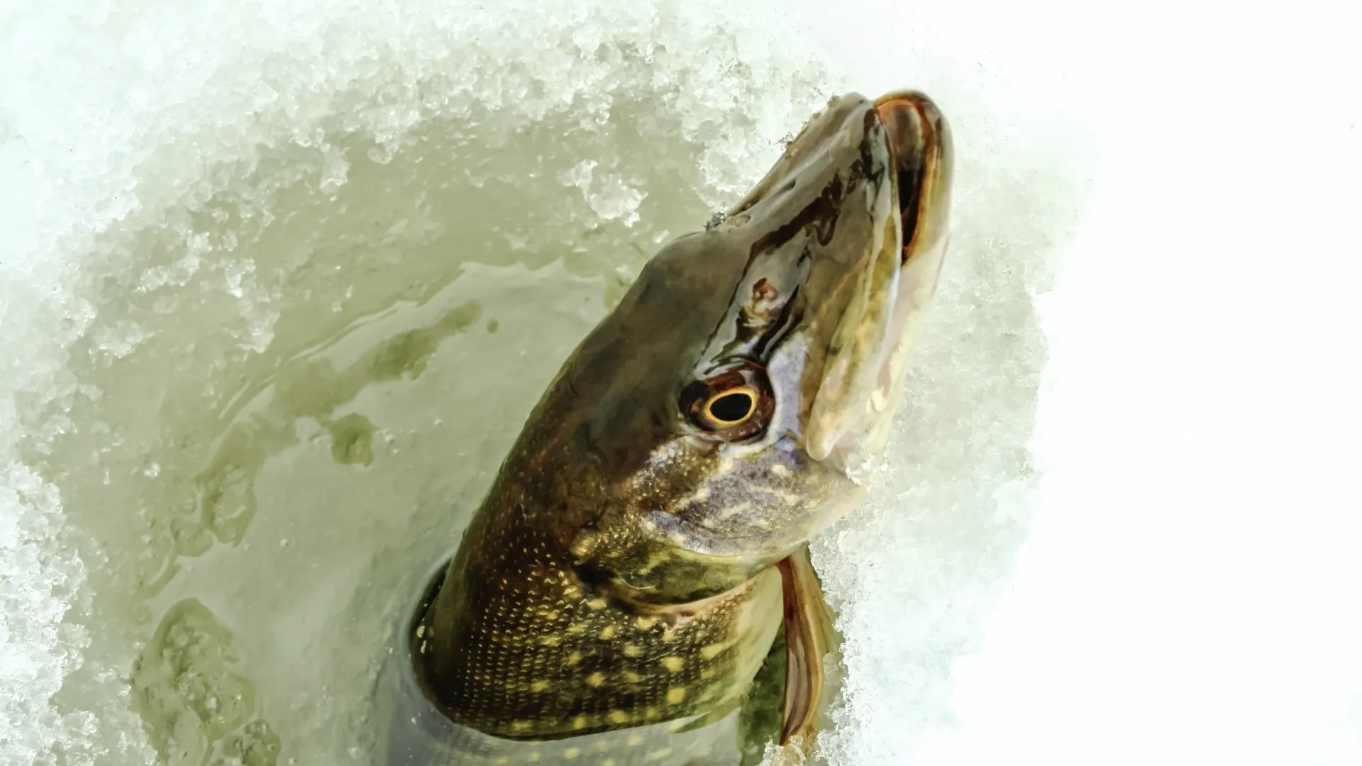 Рыбаки рассказывают о закрытии зимнего сезона в соцсетях. Фото: Dimon044/Shutterstock/Fotodom