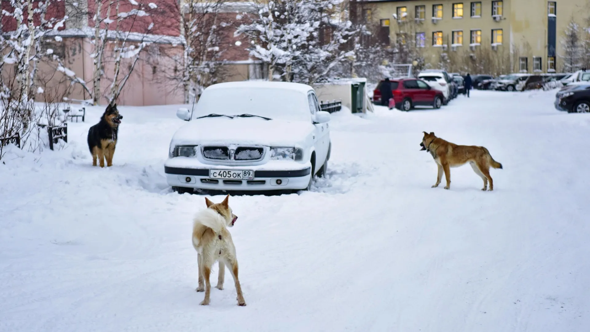 В Салехарде с начала года отловили более 20 бездомных собак. Фото: Андрей Ткачев / «Ямал-Медиа»