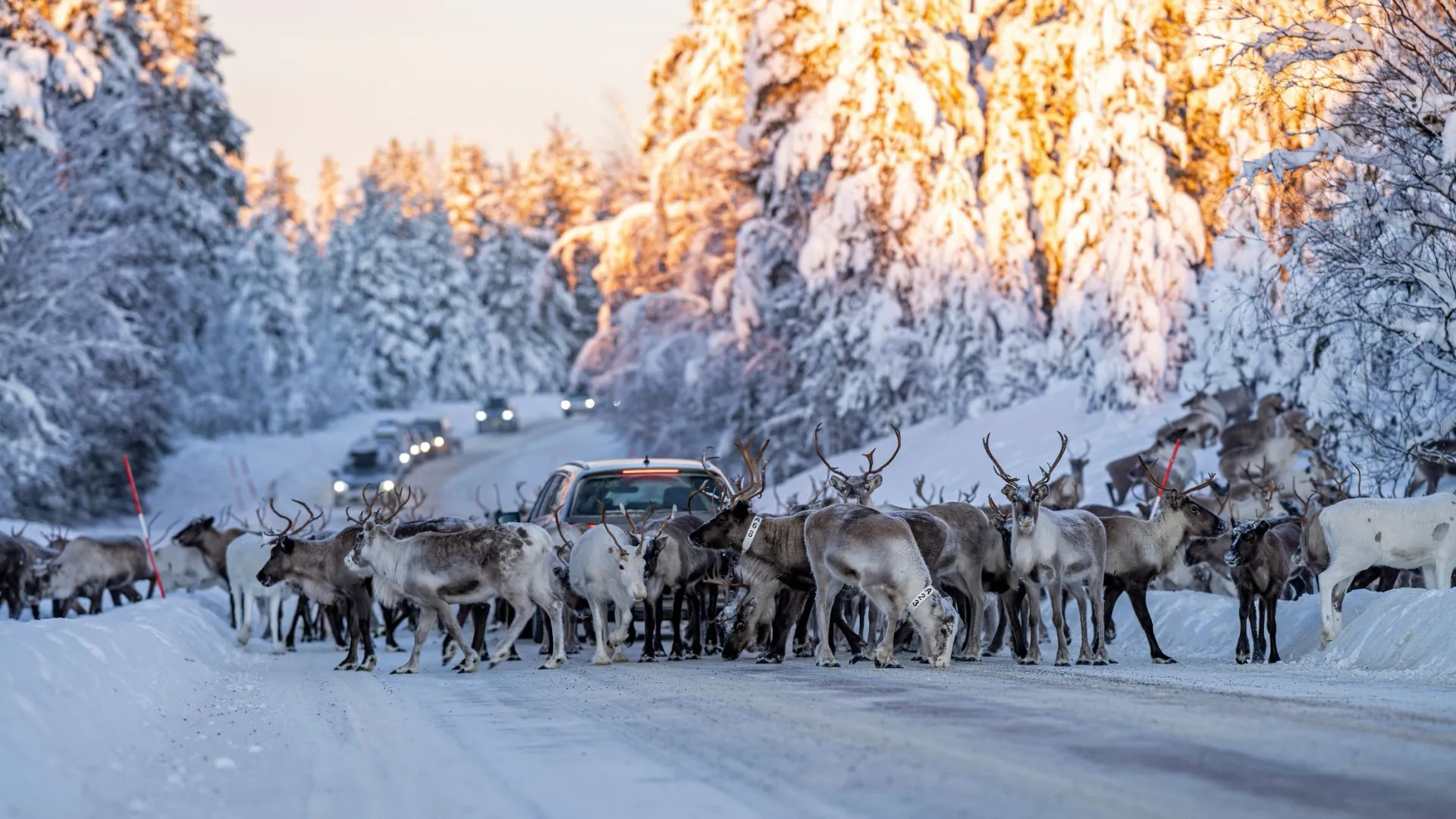 Фото: David Pineda Svenske / Shutterstock / Fotodom