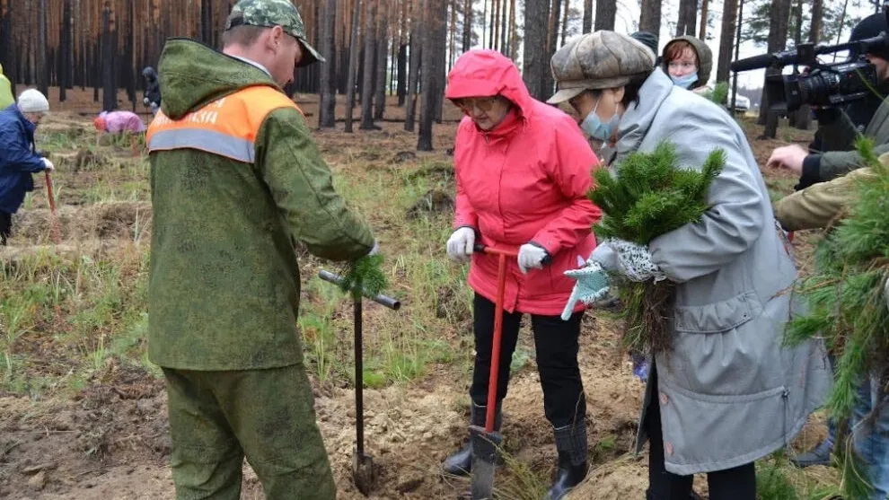 Деревья Ямала. Высадка деревьев в Салехарде акция 2024. Полуископаемых деревьев Ямала. Ноябрьск высадка деревьев в лесных массивах на Ямале.