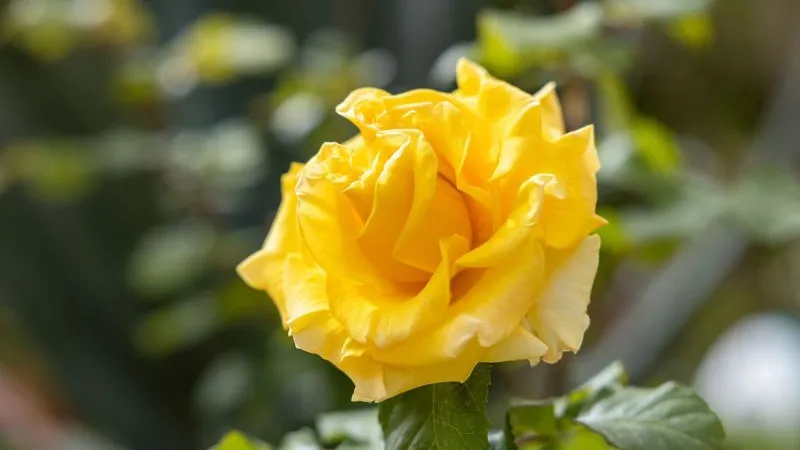 Для озеленения северных городов подходят садовые сорта роз. Фото: Федор Воронов / «Ямал-Медиа»
