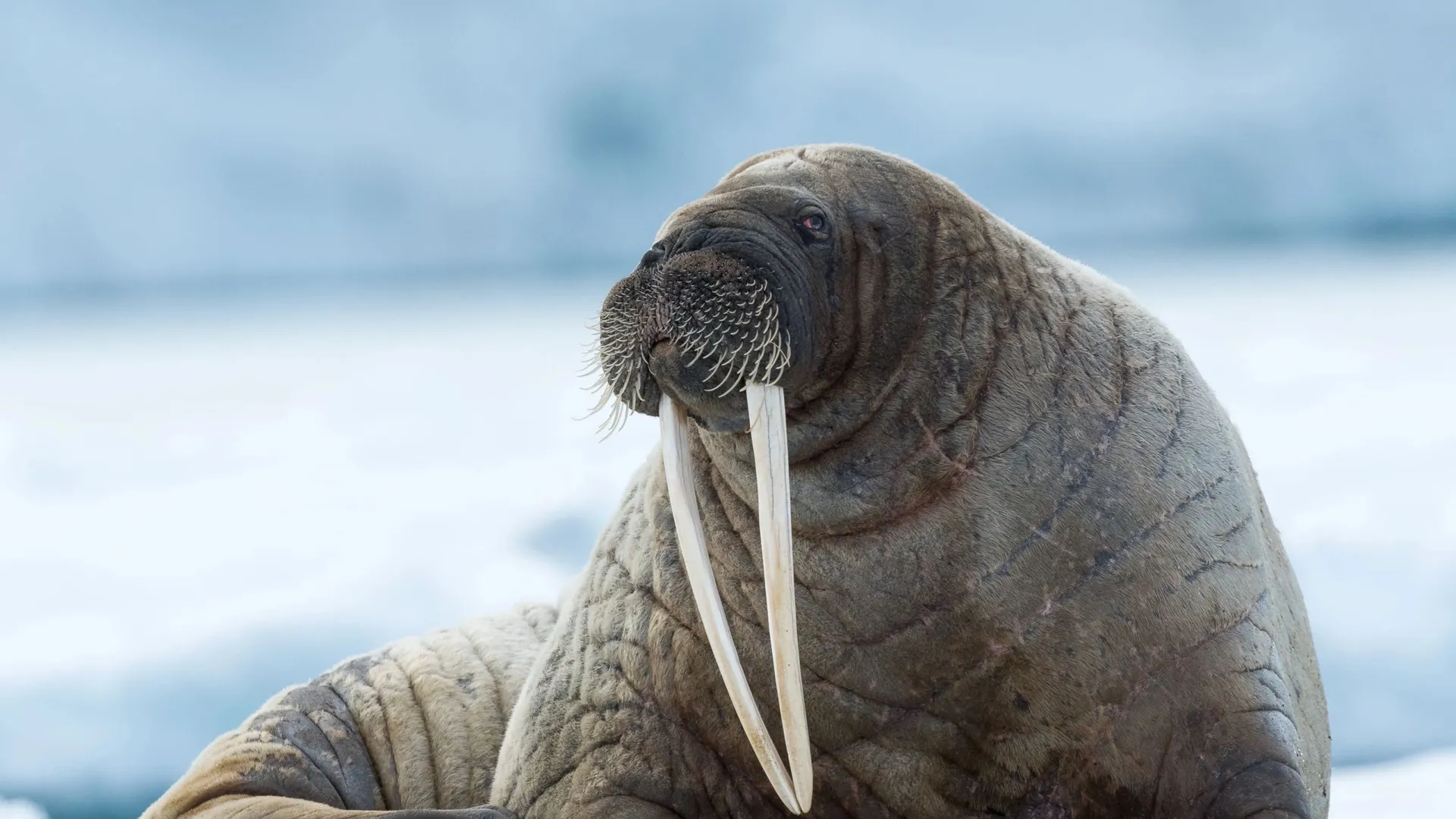 На Ямале проведут новые исследования популяции моржей. Фото: Mats Brynolf / Shutterstock / Fotodom
