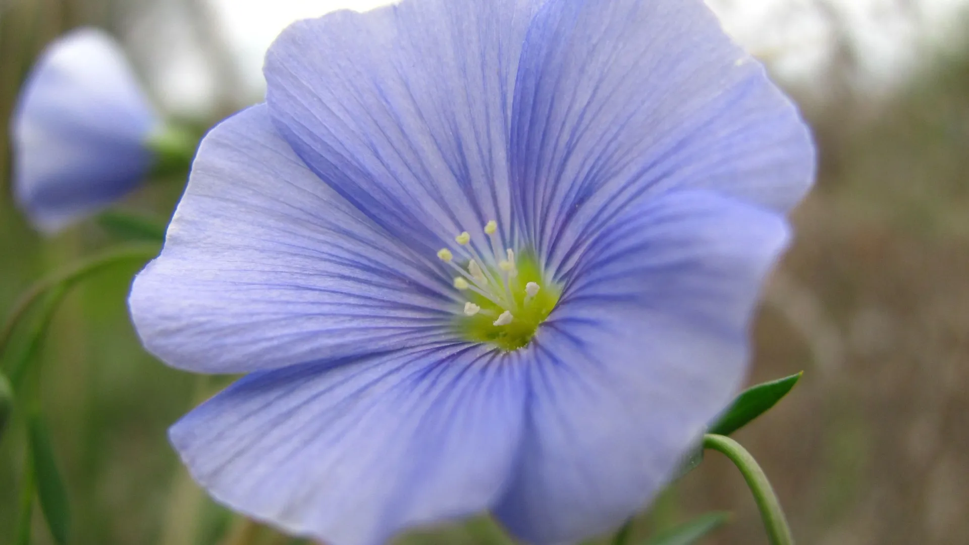 Голубые цветы — символ нежности и ранимости. Фото: Viktoriia Zolotarova / Shutterstock / Fotodom