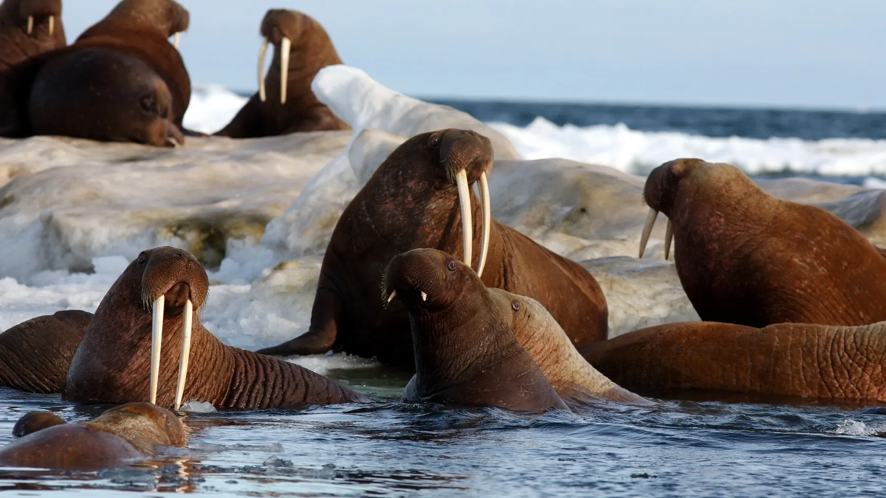 В будущем на Ямале могут организовать туры к лежбищу моржей. Фото: tryton2011/Shutterstock/Fotodom