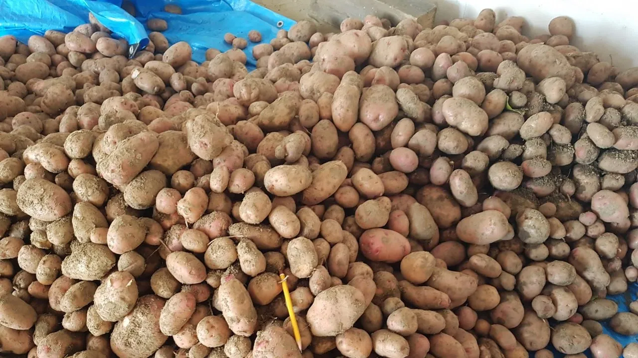 На Ямале самый большой урожай картофеля собрали в 1974 году — почти 500 центнеров с гектара. Фото предоставлено Евгенией Моргун