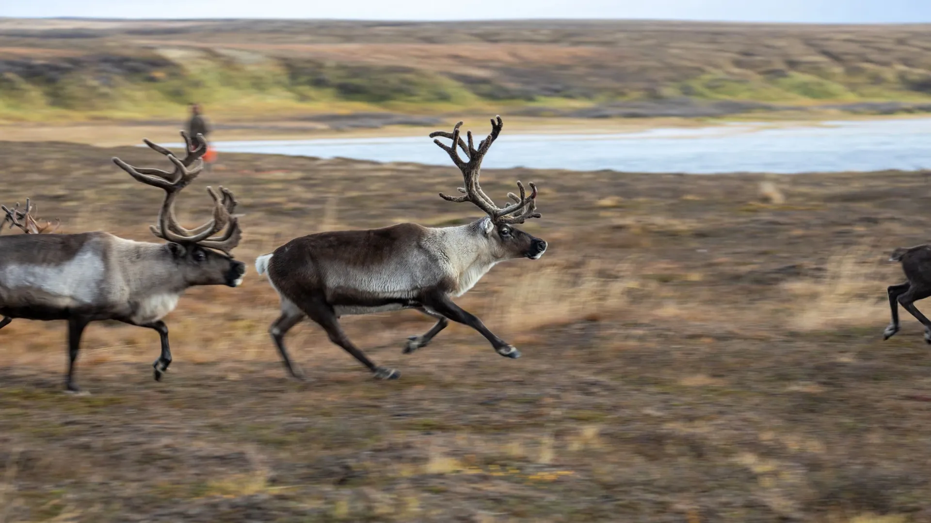 Охотники угрожают популяции диких северных оленей на Ямале. Фото: Федор Воронов / «Ямал-Медиа»