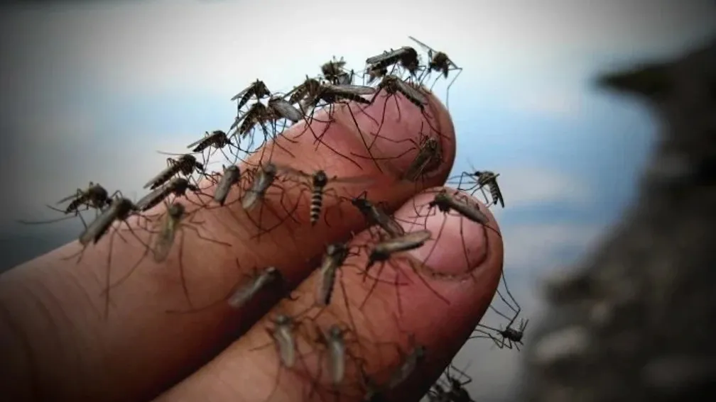 Самая простая, но эффективная ловушка для комаров и ос своими руками