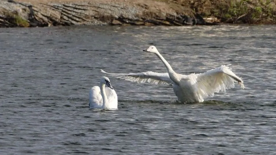 Лебеди не успели подрасти, чтобы мигрировать на юг. Фото: Василий Петров / «Ямал-Медиа»
