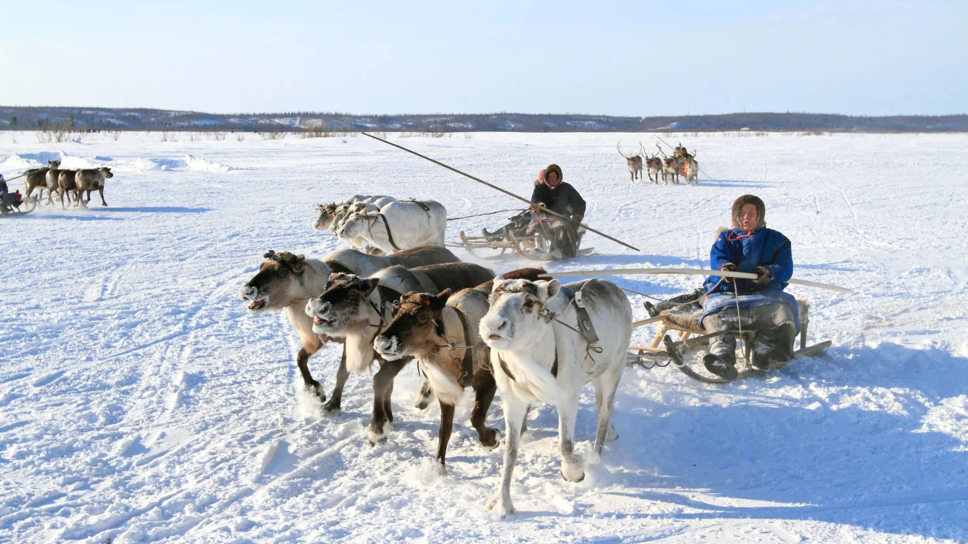 Потеря четырех оленей для тундровика — настоящая беда. Фото: Grigorii Pisotsckii / Shutterstock / Fotodom