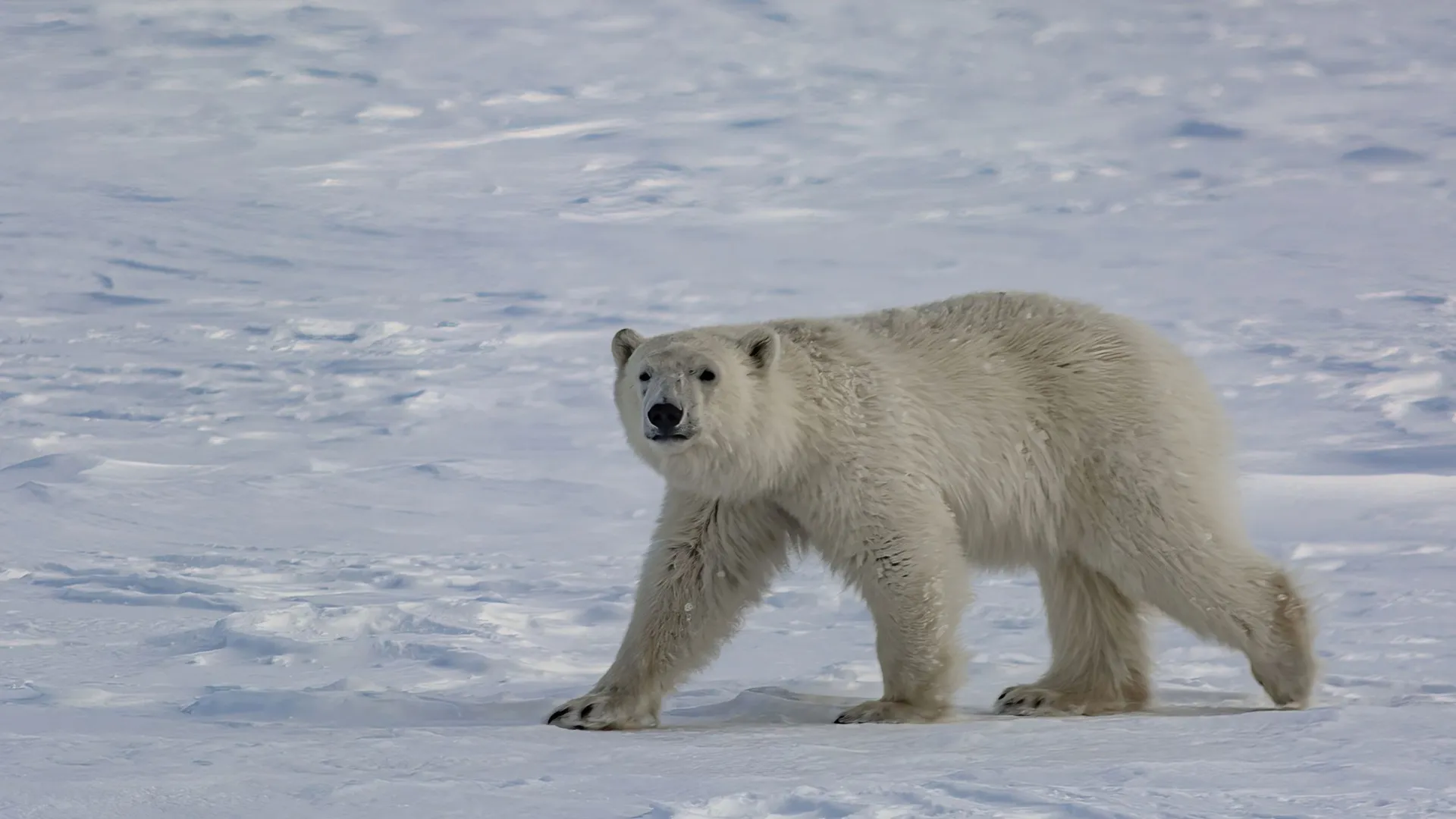 Хозяин Арктики стал чаще наведываться к людям. Фото: Vladimir Endovitskiy / Shutterstock / Fotodom