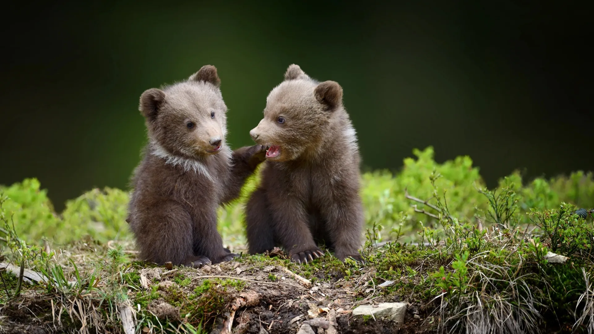 Фото: Volodymyr Burdiak / Shutterstock / Fotodom