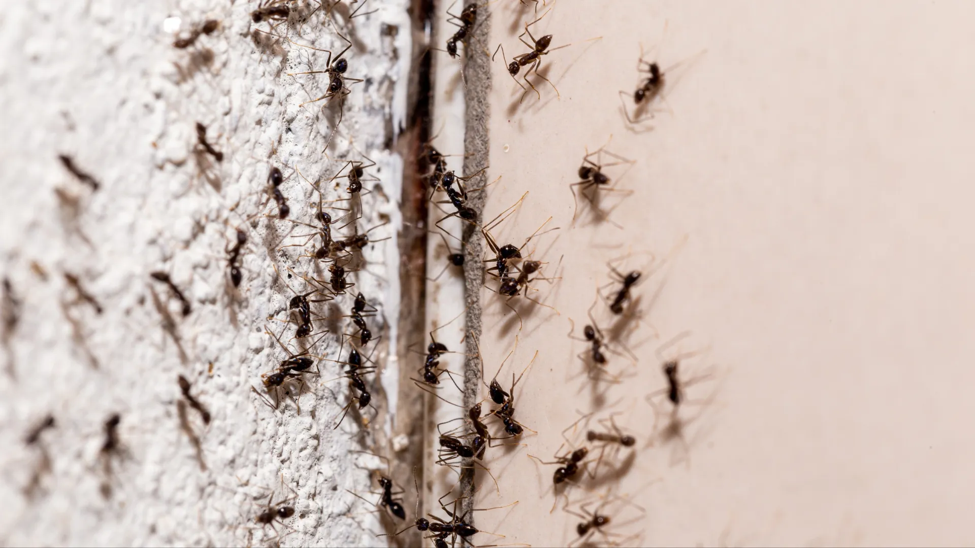 В Муравленко появилось большое количество мелких рыжих муравьев. Фото: RHJPhtotos/Shutterstock/Fotodom